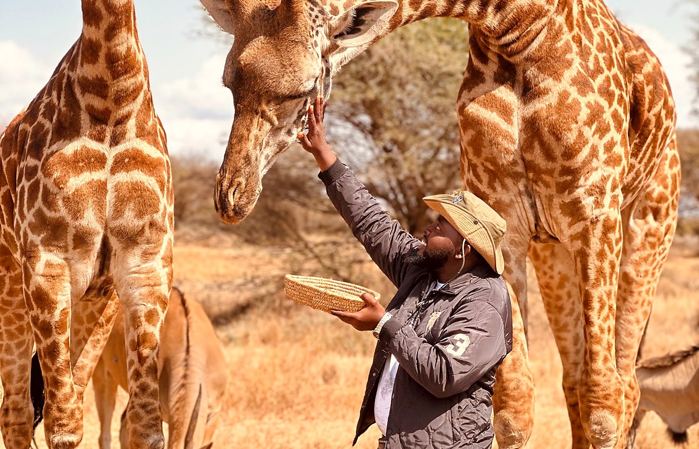 Safari guide with giraffes during a Tanzania wildlife experience
