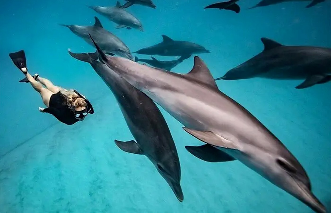 Snorkeler swimming responsibly near dolphins in clear ocean water