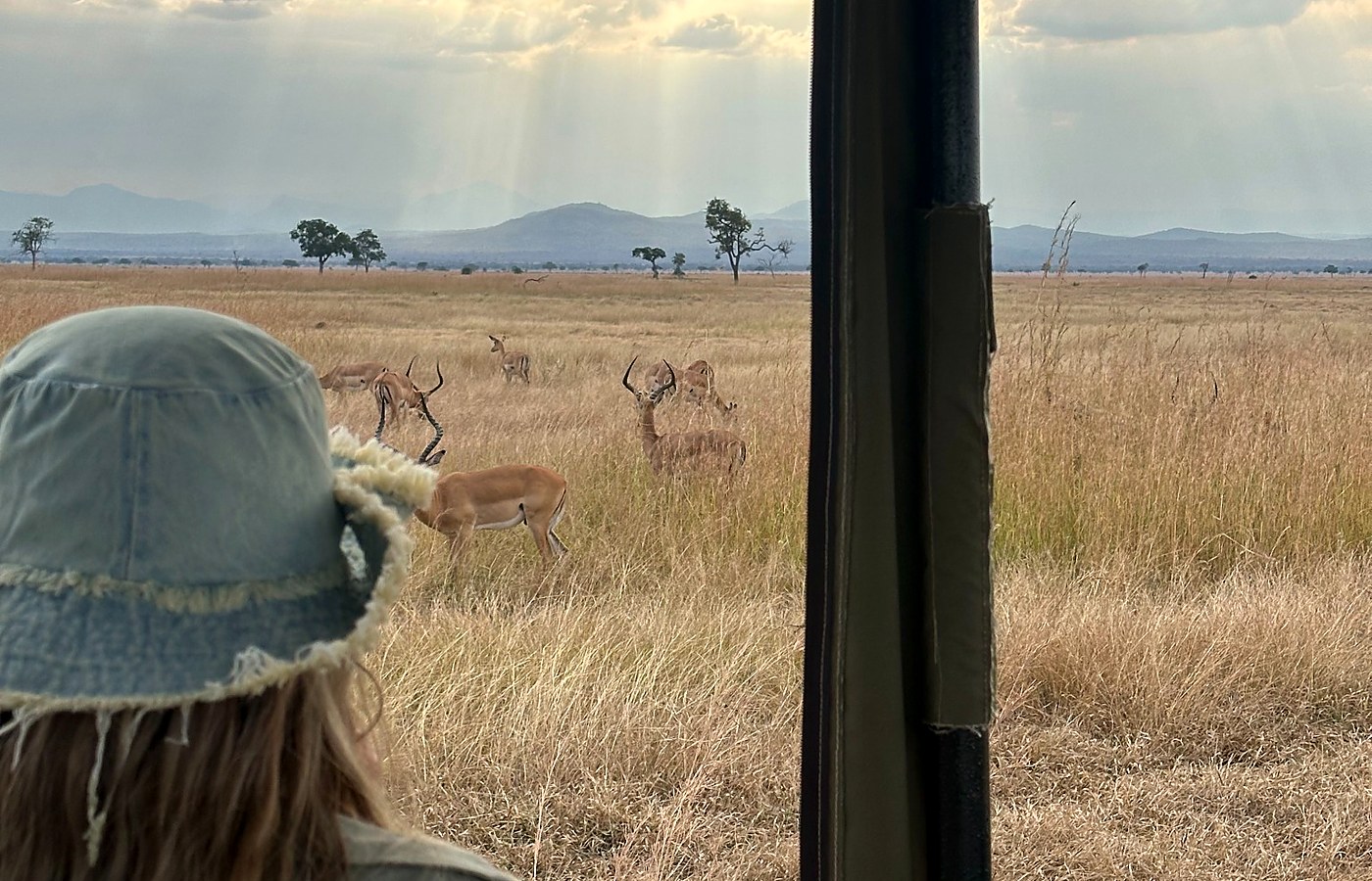 Wildlife viewed from a safari vehicle in Tanzania