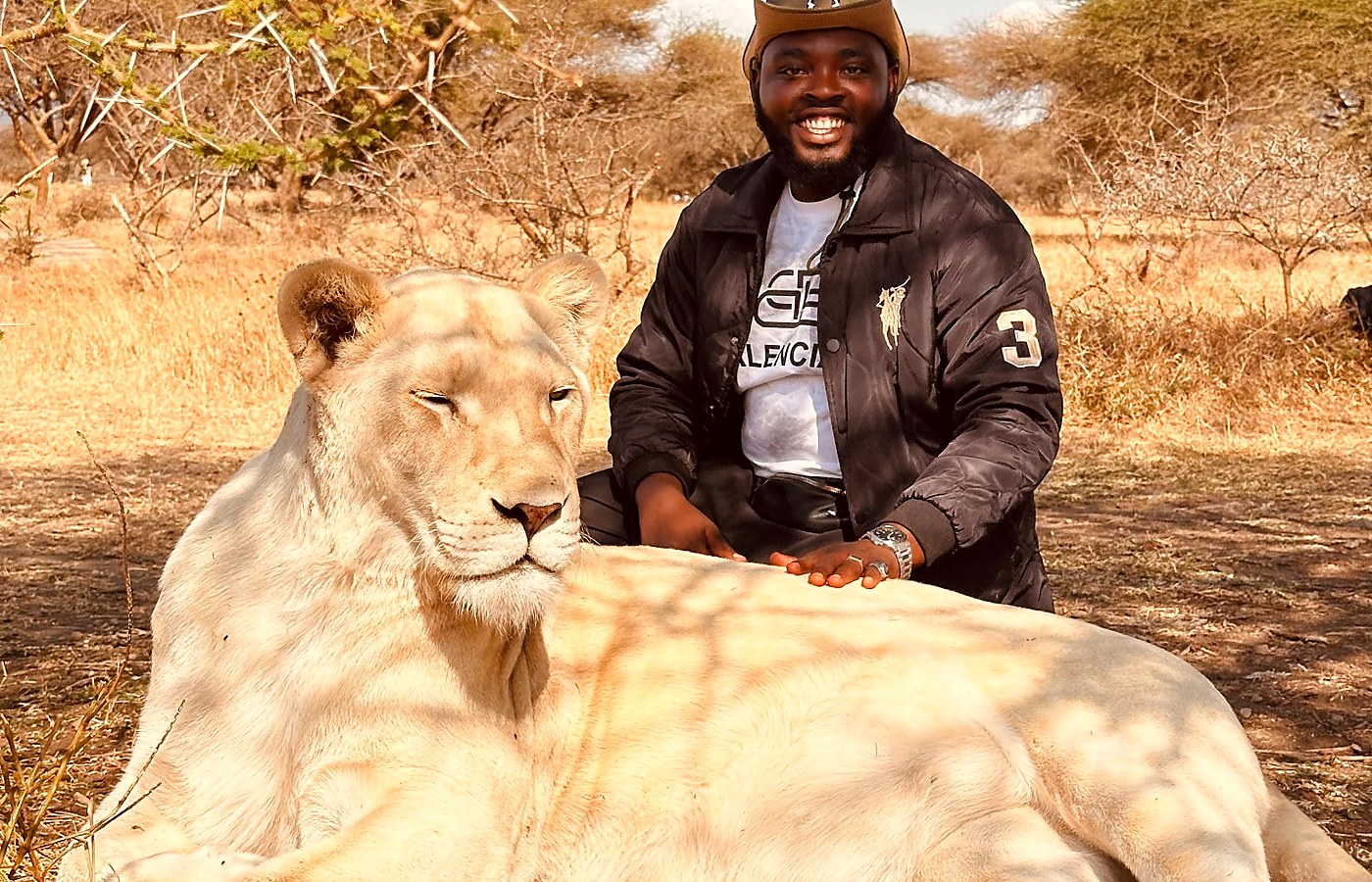 Close wildlife encounter with a lion during a Tanzania safari