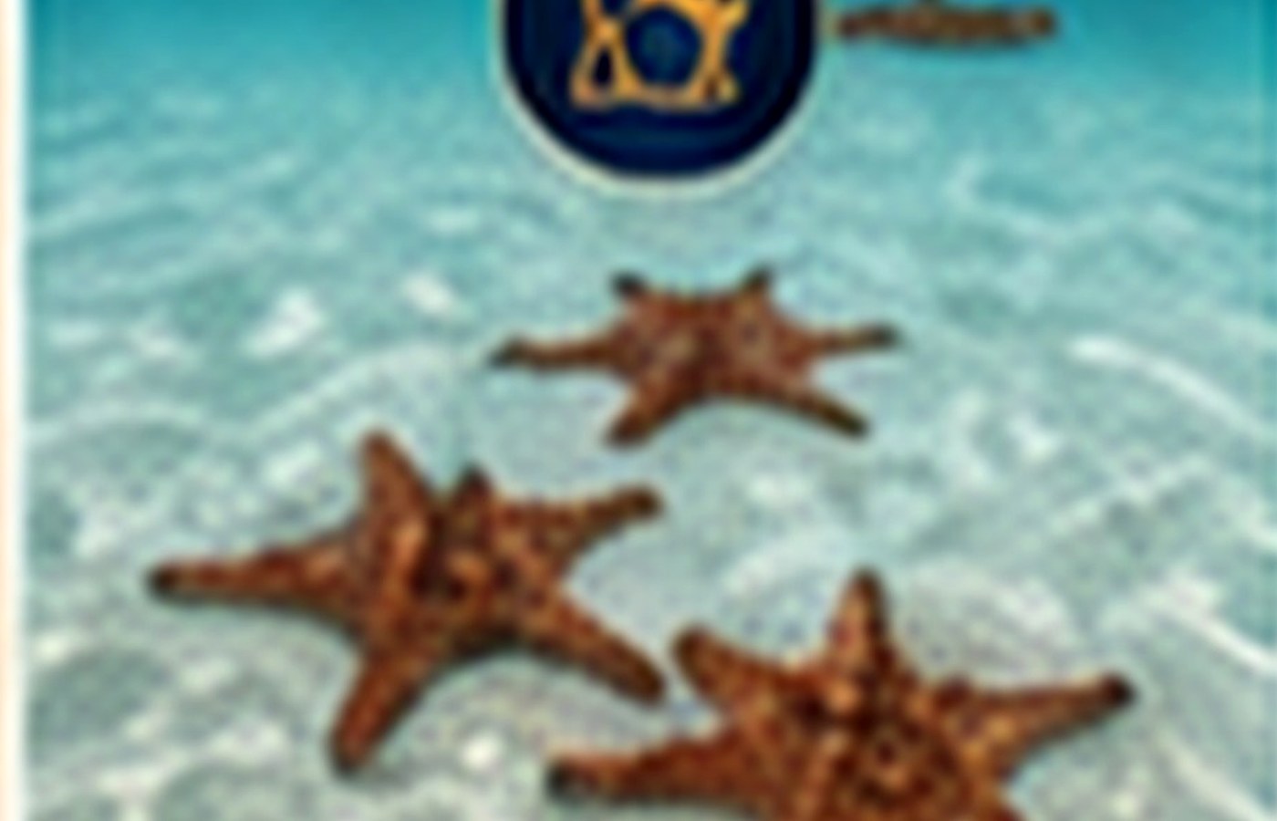 Starfish in clear shallow water in Zanzibar