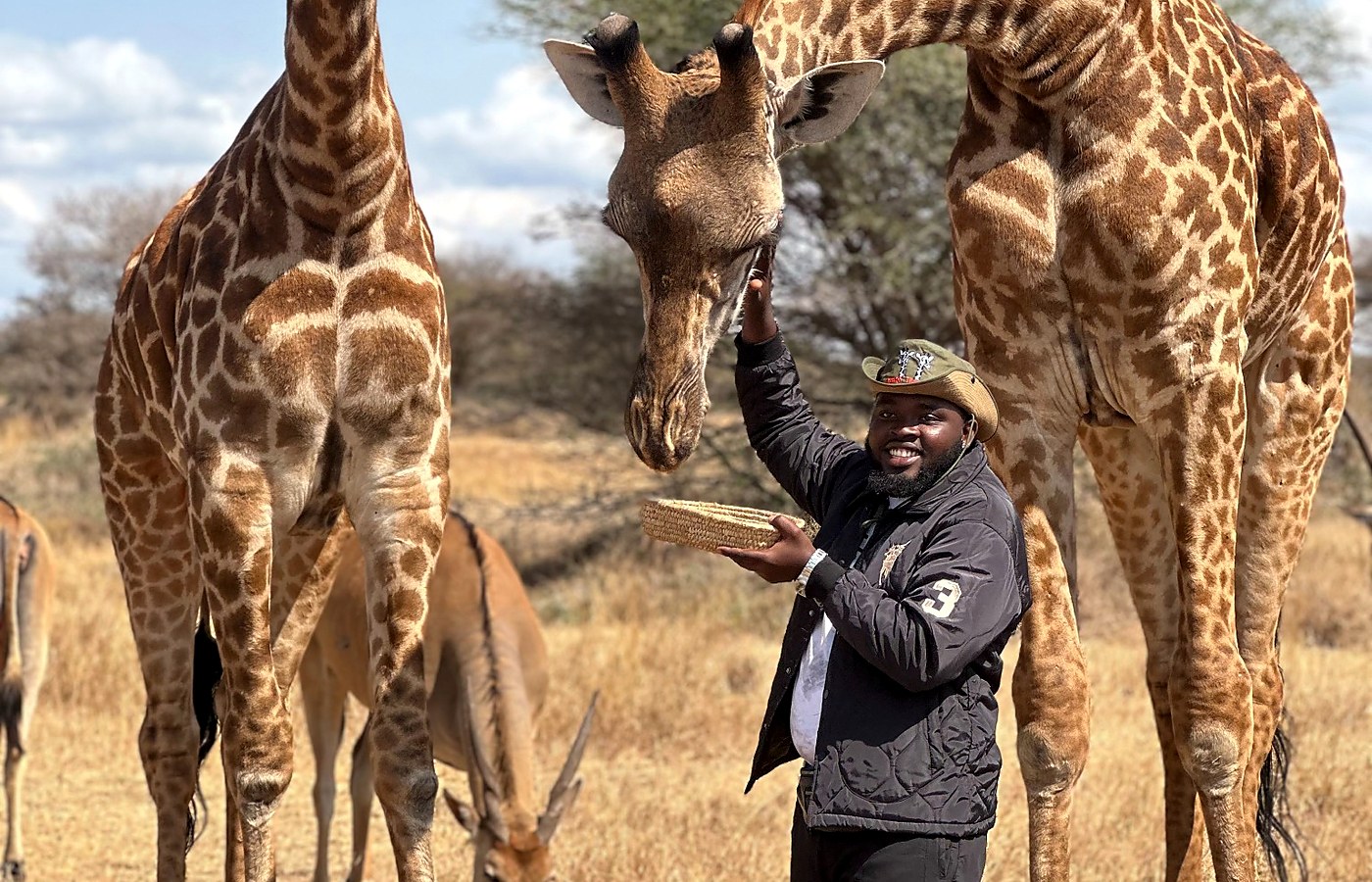 Giraffes and a safari guest in the Tanzania savannah
