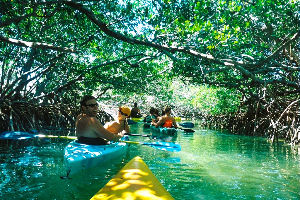 mangrove kayaking