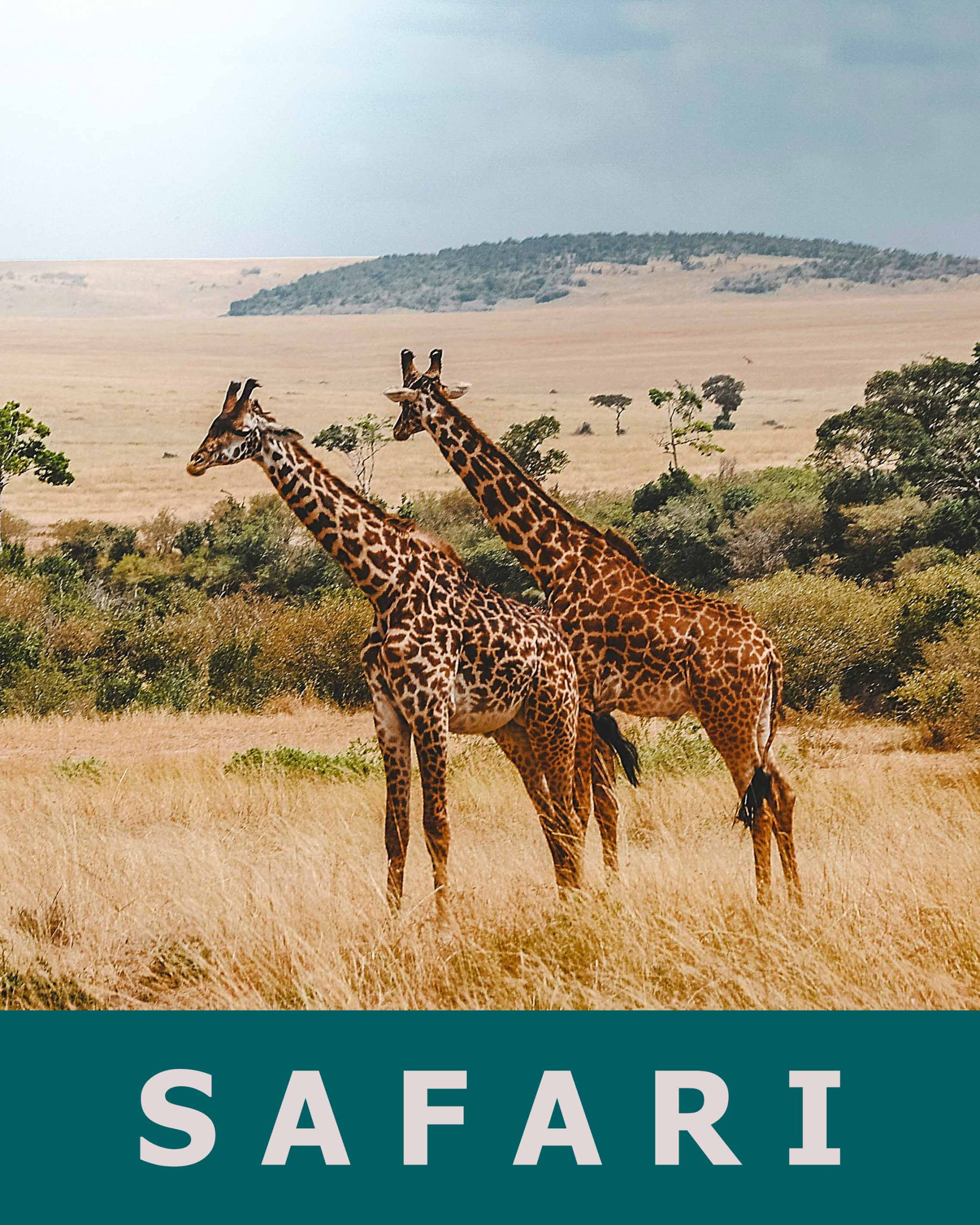 vista safari