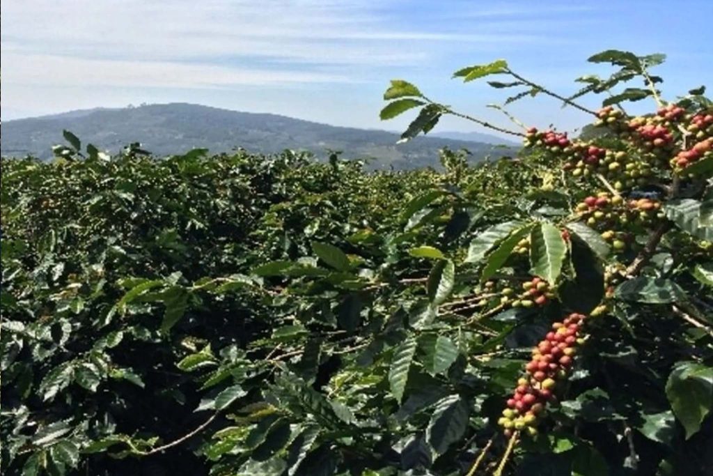 coffee & banana plantation experience vistazanzibartours