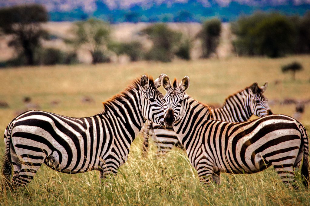 lake manyara safari vistazanzibartours