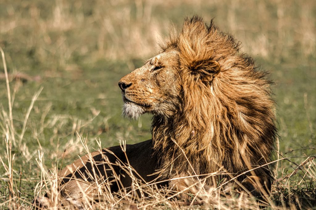 mikumi national park safari vistazanzibartours