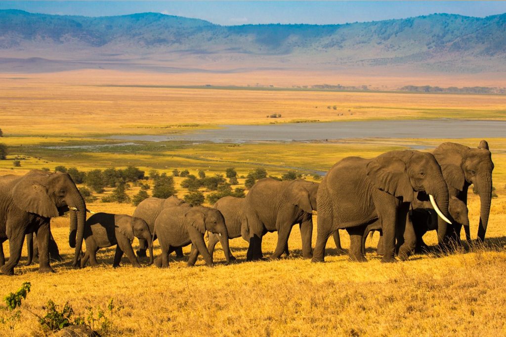 ngorongoro crater vista zanzibar