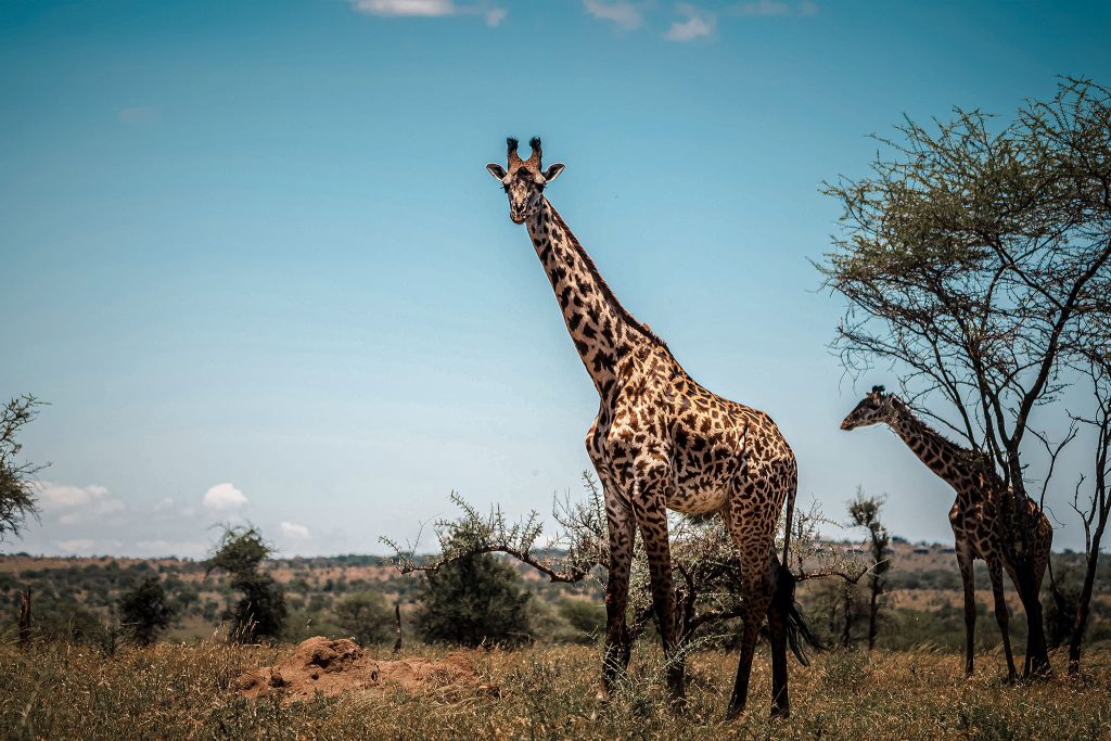 ruaha national park safari vistazanzibar