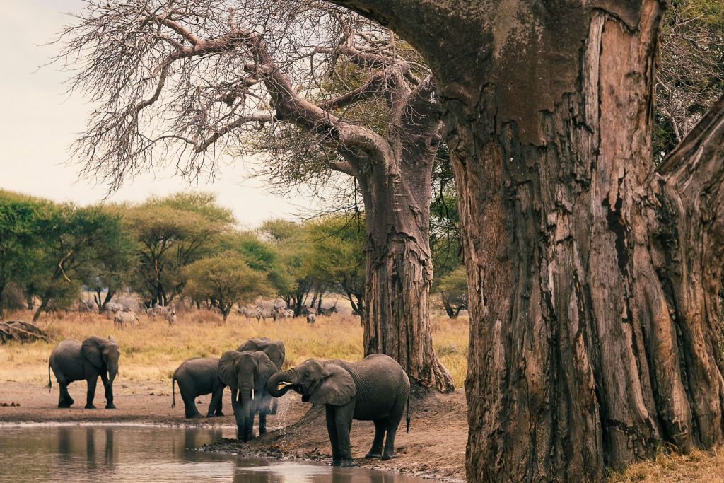 tarangire national park safari vistazanzibartours